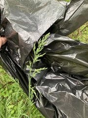 Poa sylvestris