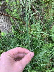 Poa sylvestris