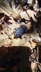 Carabus scabrosus