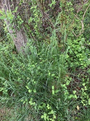 Poa sylvestris