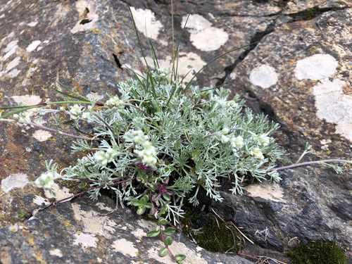 Image of Alps Wormwood (Artemisia umbelliformis) by (c) Jason Grant, some rights reserved (CC BY)