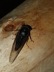 Cicadetta