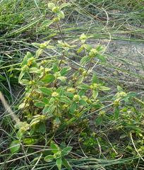 Spermacoce alata