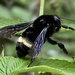 Mexican Bumble Bee - Photo (c) Grete Pasch, some rights reserved (CC BY), uploaded by Grete Pasch