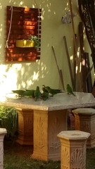 Psittacara leucophthalmus