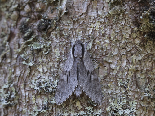 Pine Hawkmoth photo 4