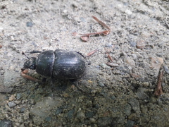 Geotrupes stercorarius