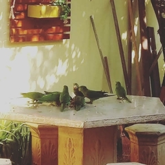 Psittacara leucophthalmus