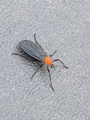 Plecia americana