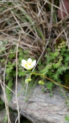 Saxifraga aspera