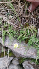 Saxifraga aspera