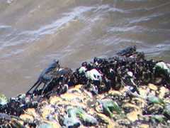 Grapsus albolineatus
