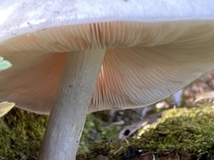 Pluteus