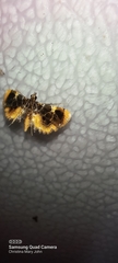 Thysanoidma