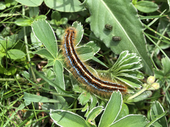 Malacosoma alpicolum