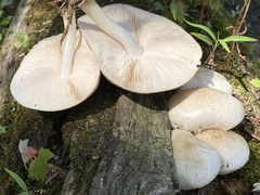 Pluteus