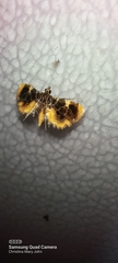 Thysanoidma