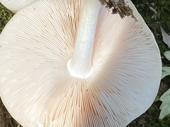 Pluteus