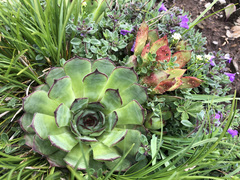 Endophyllum sempervivi