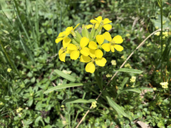 Erysimum rhaeticum