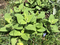 Teucrium scorodonia