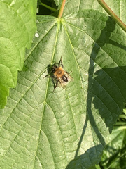Bombus