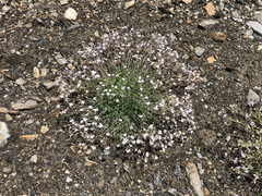 Gypsophila repens