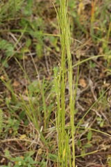 Thecaphora thlaspeos