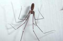 Smeringopus pallidus