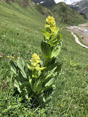 Gentiana lutea vardjanii