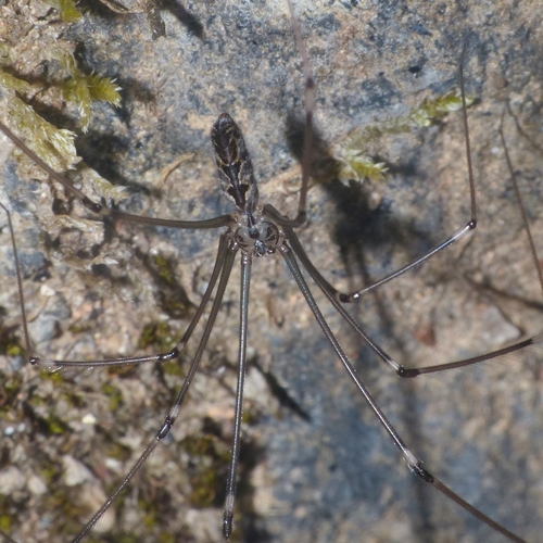 Smeringopus kalomo