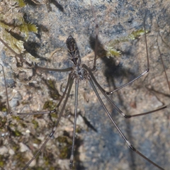 Smeringopus pallidus