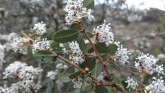 Ceanothus megacarpus megacarpus