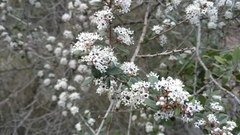 Ceanothus megacarpus megacarpus