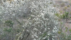 Ceanothus megacarpus megacarpus
