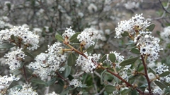 Ceanothus megacarpus megacarpus