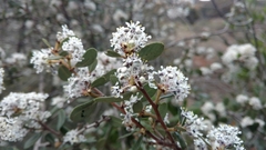 Ceanothus megacarpus megacarpus