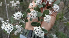 Ceanothus megacarpus megacarpus