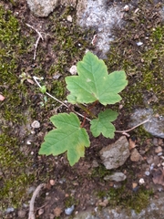 Acer pseudoplatanus