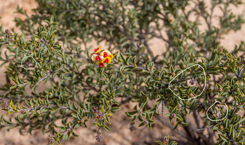 Cluster Poison (Gastrolobium bennettsianum)