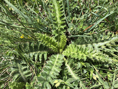 Cirsium acaule