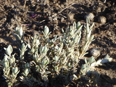 Atriplex watsonii