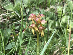 Dactylorhiza viridis