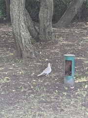 Streptopelia decaocto