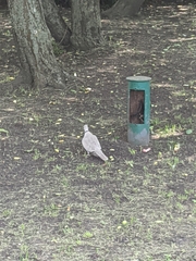 Streptopelia decaocto