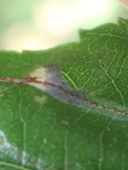 Caloptilia elongella