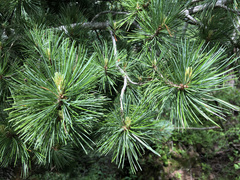 Pinus cembra