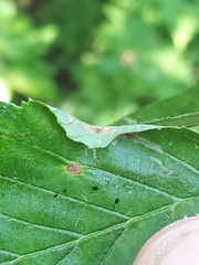 Caloptilia elongella