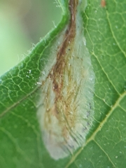 Caloptilia elongella