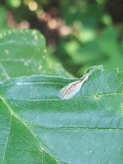 Caloptilia elongella